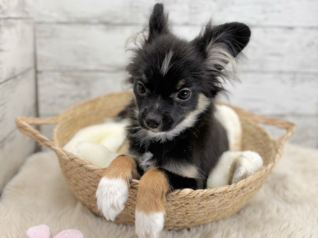 新潟県のポメチワ/チワポメ/ポメチー(ポメラニアン×チワワ) (かねだいペットトライアル魚沼/2025年6月29日生まれ/女の子/ブラックタンホワイト)の子犬の1枚目の画像