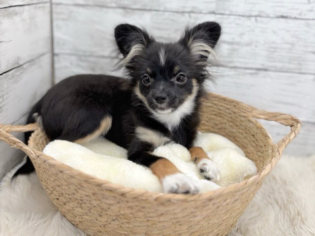 新潟県のポメチワ/チワポメ/ポメチー(ポメラニアン×チワワ) (かねだいペットトライアル魚沼/2025年6月29日生まれ/女の子/ブラックタンホワイト)の子犬の2枚目の画像