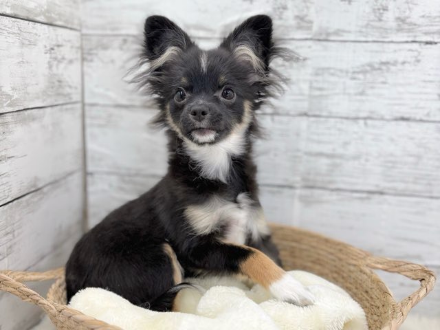 新潟県のポメチワ/チワポメ/ポメチー(ポメラニアン×チワワ) (かねだいペットトライアル魚沼/2025年6月29日生まれ/女の子/ブラックタンホワイト)の子犬の3枚目の画像