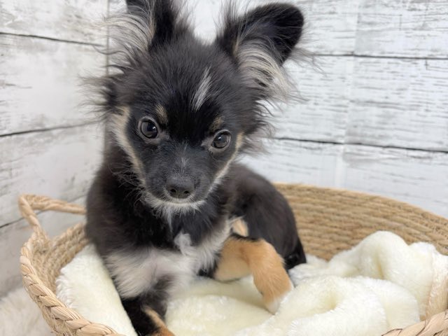 新潟県のポメチワ/チワポメ/ポメチー(ポメラニアン×チワワ) (かねだいペットトライアル魚沼/2025年6月29日生まれ/女の子/ブラックタンホワイト)の子犬の4枚目の画像