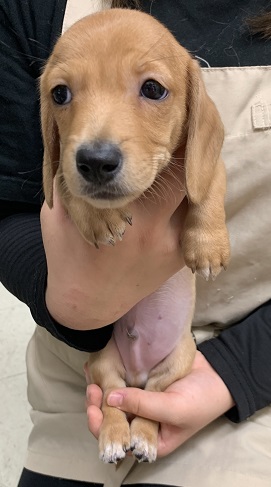 神奈川県のミニチュアダックスフンド(スムース) (かねだい伊勢原店/2025年10月10日生まれ/女の子/レッド)の子犬