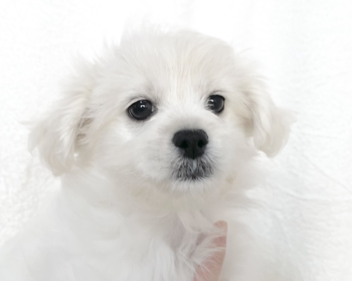 群馬県のペキプー(ペキニーズ×プードル) (かねだいペットトライアル桐生/2025年9月30日生まれ/女の子/ホワイト)の子犬の2枚目の画像