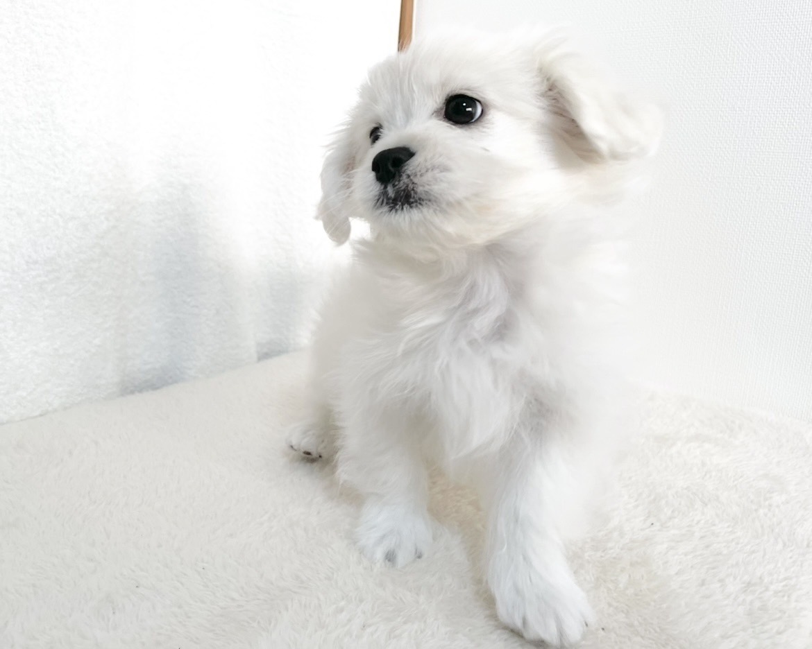 群馬県のペキプー(ペキニーズ×プードル) (かねだいペットトライアル桐生/2025年9月30日生まれ/女の子/ホワイト)の子犬の3枚目の画像