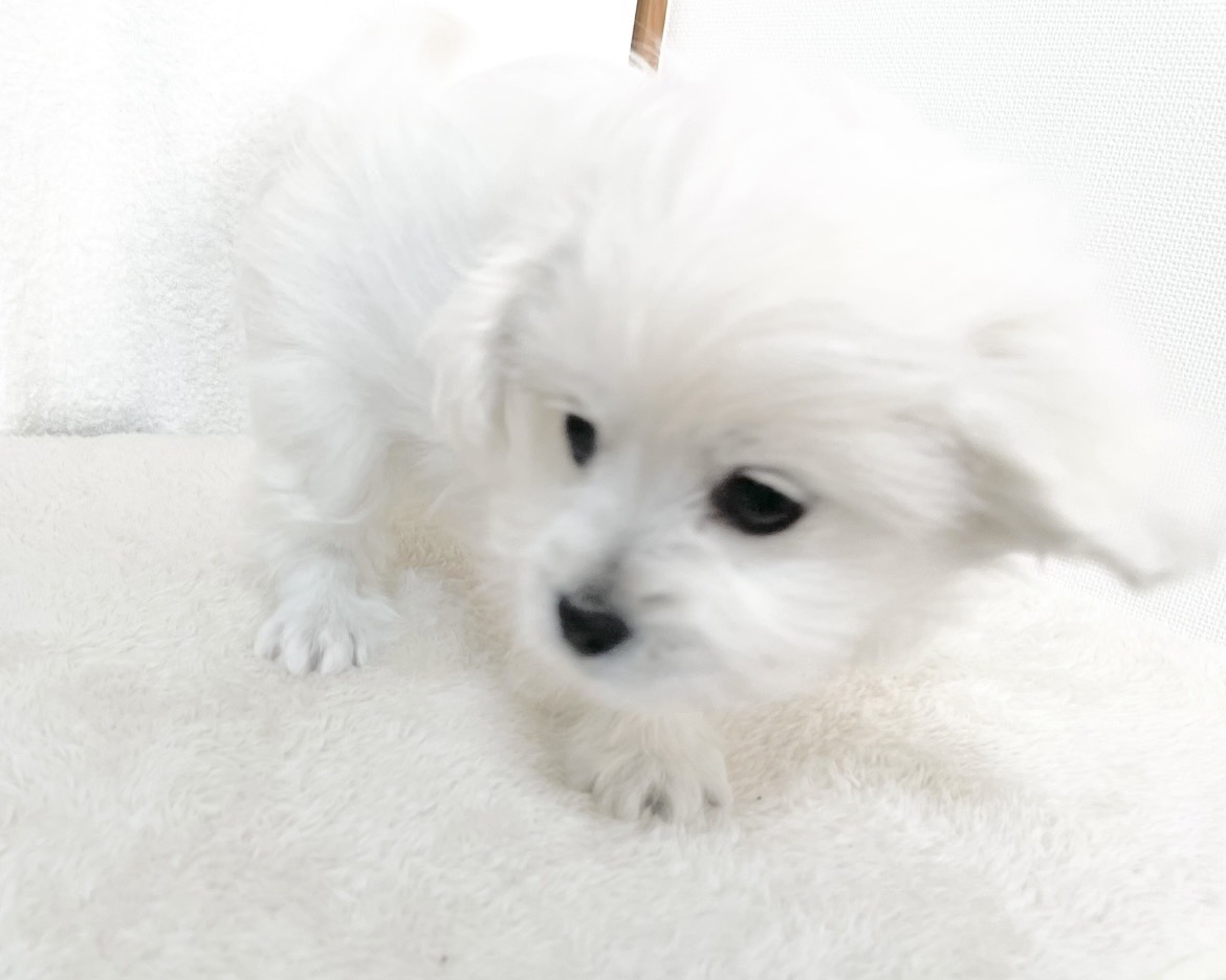 群馬県のペキプー(ペキニーズ×プードル) (かねだいペットトライアル桐生/2025年9月30日生まれ/女の子/ホワイト)の子犬の4枚目の画像