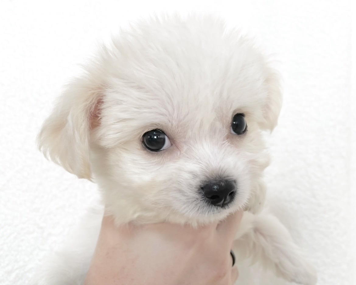 群馬県のチワワ（L）×ビションフリーゼ (かねだいペットトライアル桐生/2025年10月4日生まれ/女の子/ホワイト)の子犬の2枚目の画像