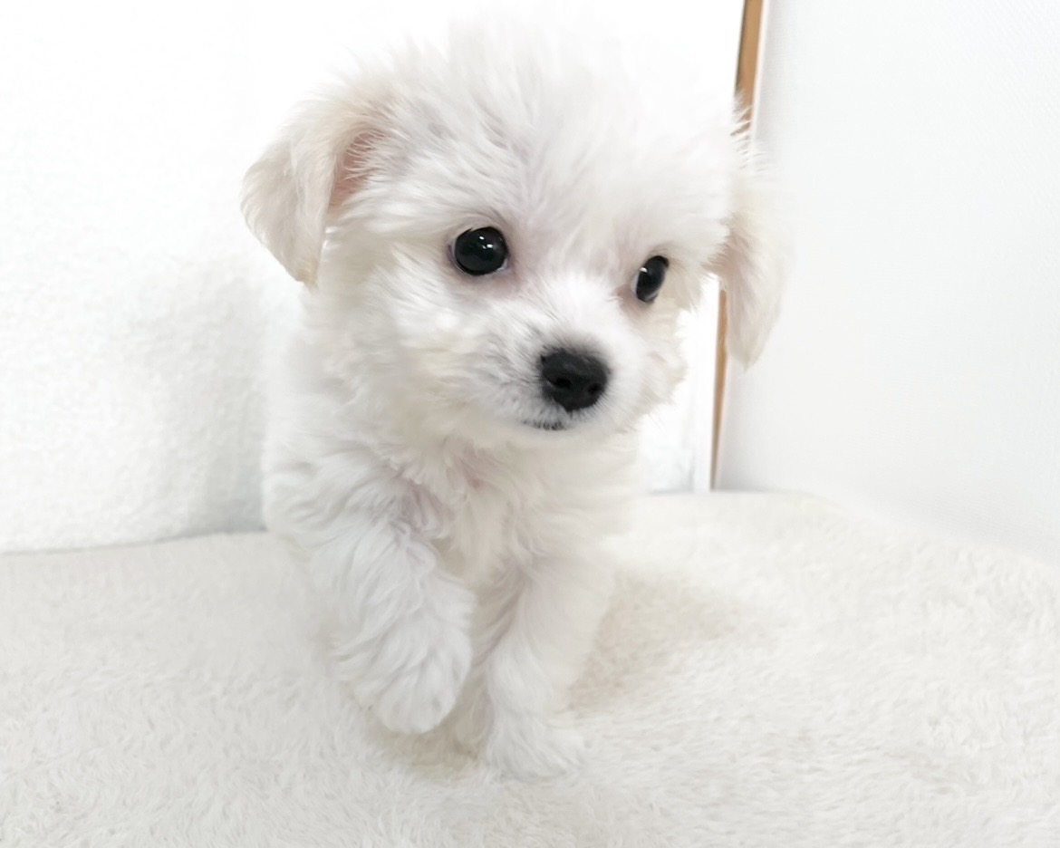群馬県のチワワ（L）×ビションフリーゼ (かねだいペットトライアル桐生/2025年10月4日生まれ/女の子/ホワイト)の子犬の3枚目の画像