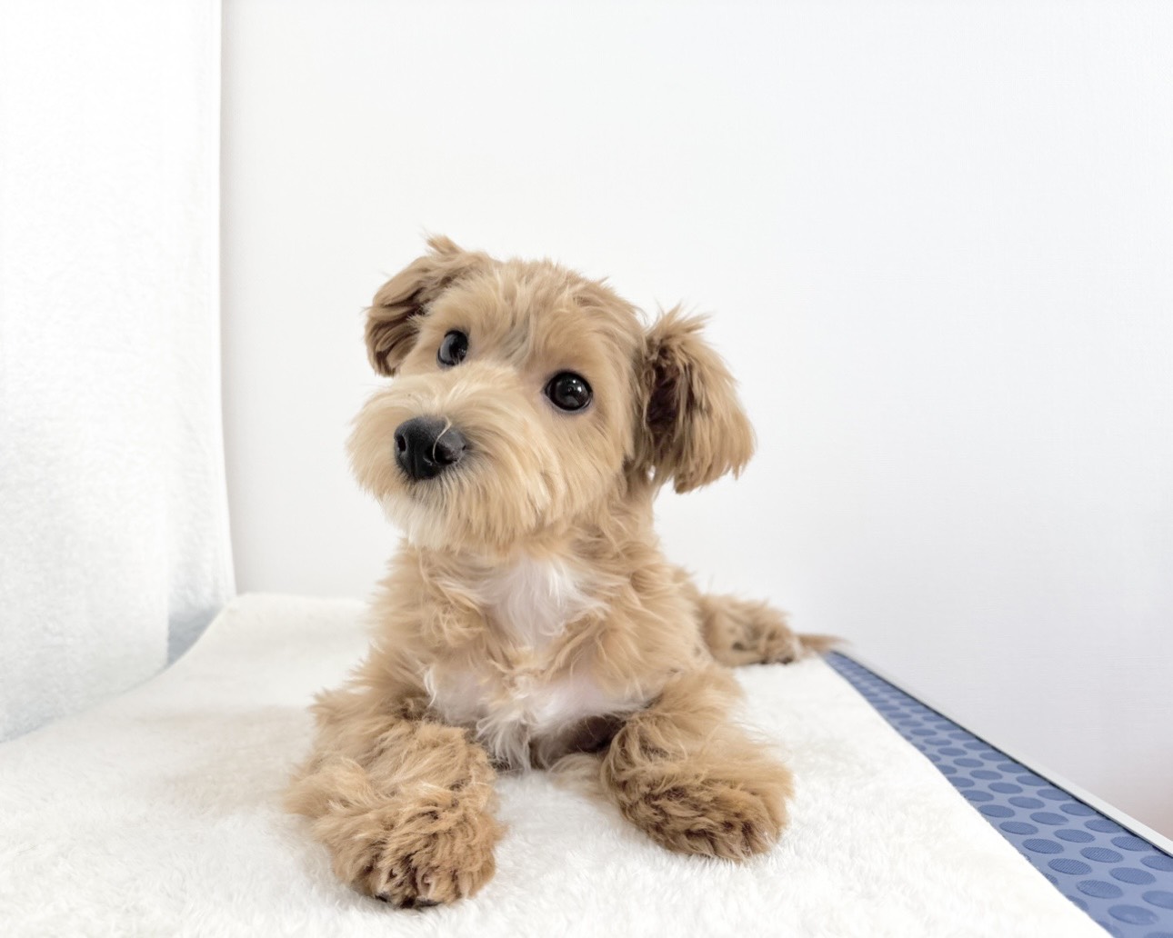 群馬県のマルプー(マルチーズ×プードル) (かねだいペットトライアル桐生/2025年7月14日生まれ/男の子/アプリコット)の子犬の2枚目の画像