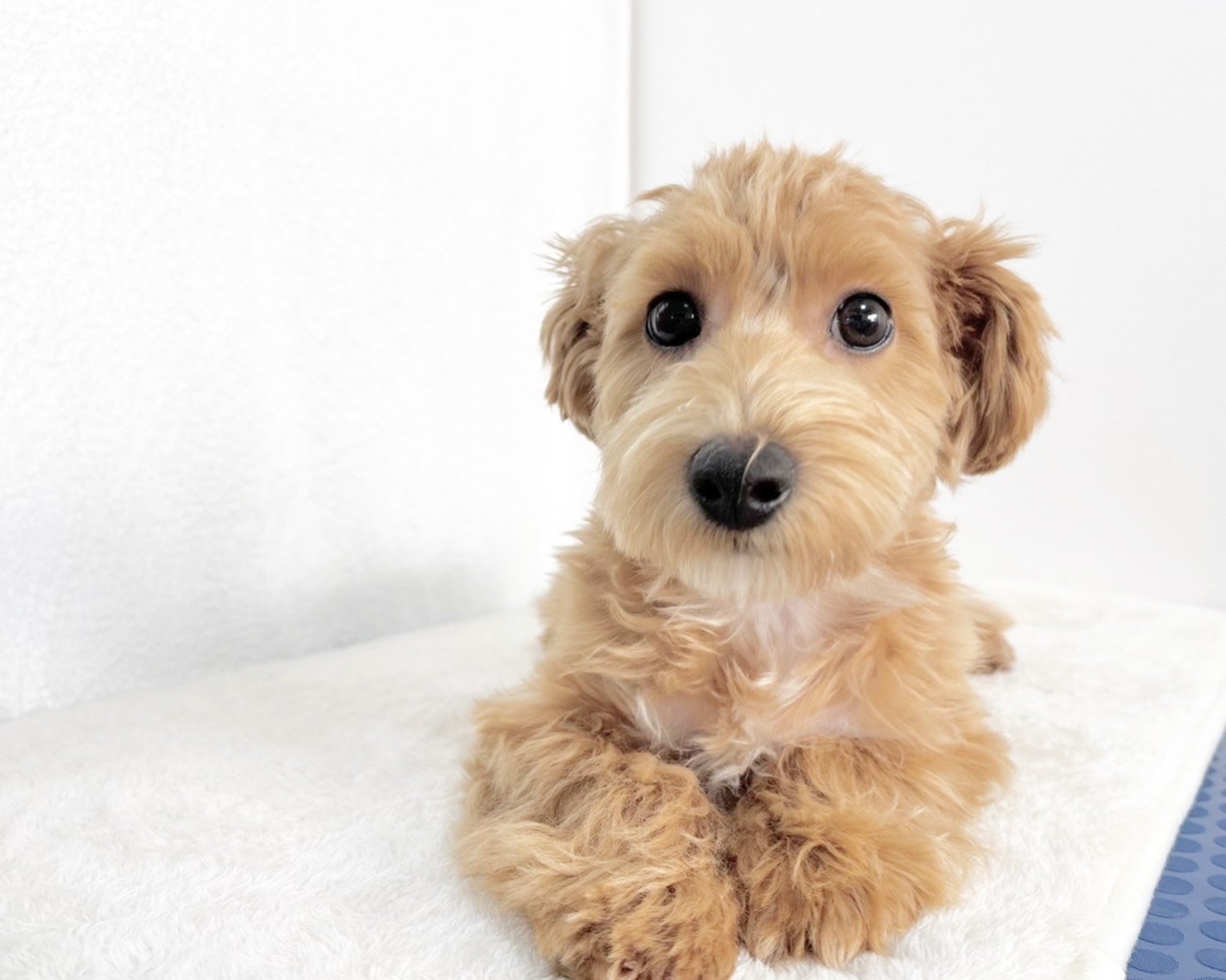 群馬県のマルプー(マルチーズ×プードル) (かねだいペットトライアル桐生/2025年7月14日生まれ/男の子/アプリコット)の子犬の3枚目の画像