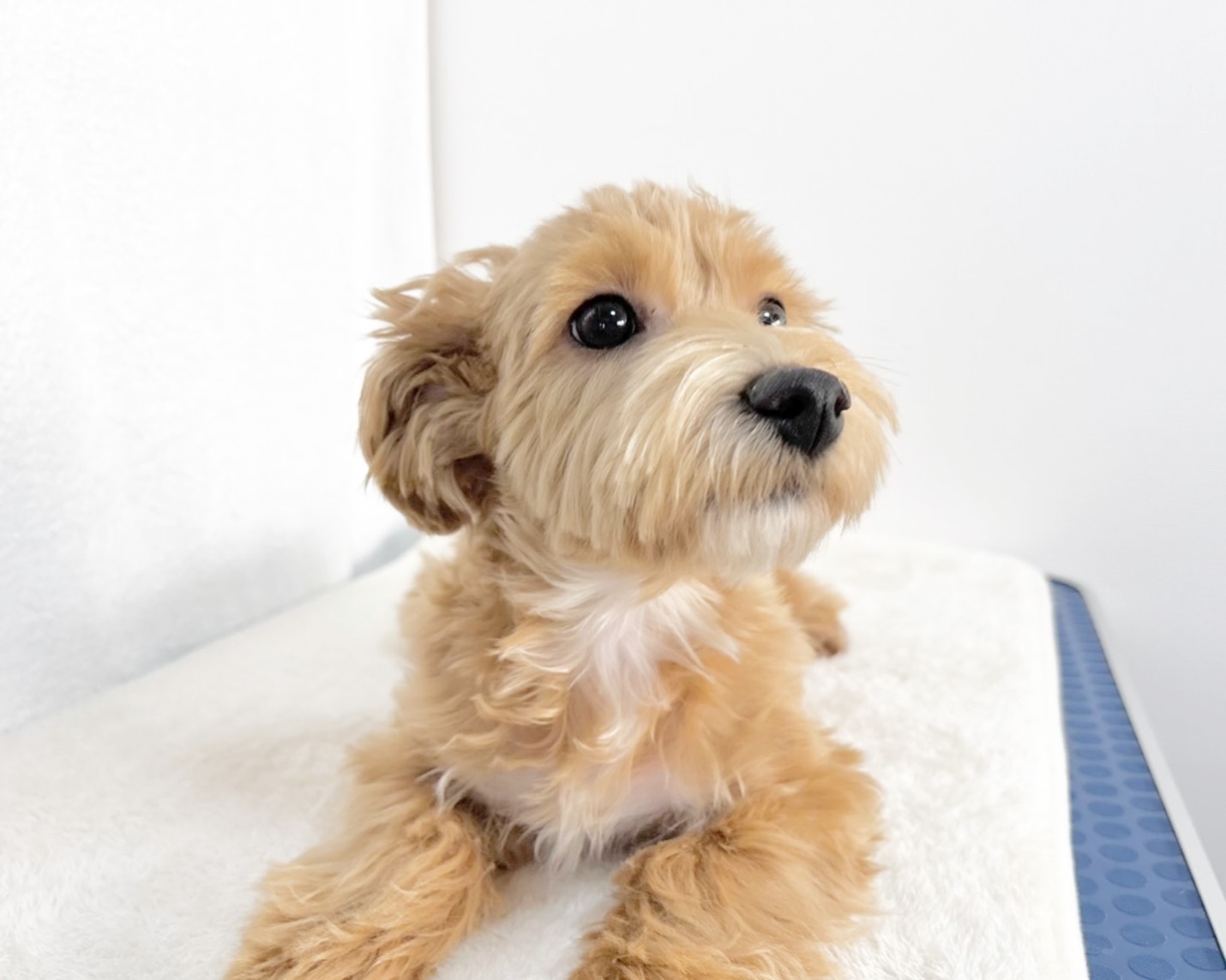 群馬県のマルプー(マルチーズ×プードル) (かねだいペットトライアル桐生/2025年7月14日生まれ/男の子/アプリコット)の子犬の4枚目の画像