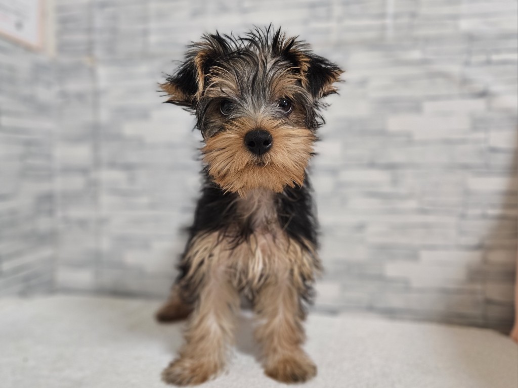 神奈川県のヨークシャーテリア (かねだいペットトライアル相模原/2025年8月23日生まれ/男の子/スチールブルータン)の子犬の1枚目の画像