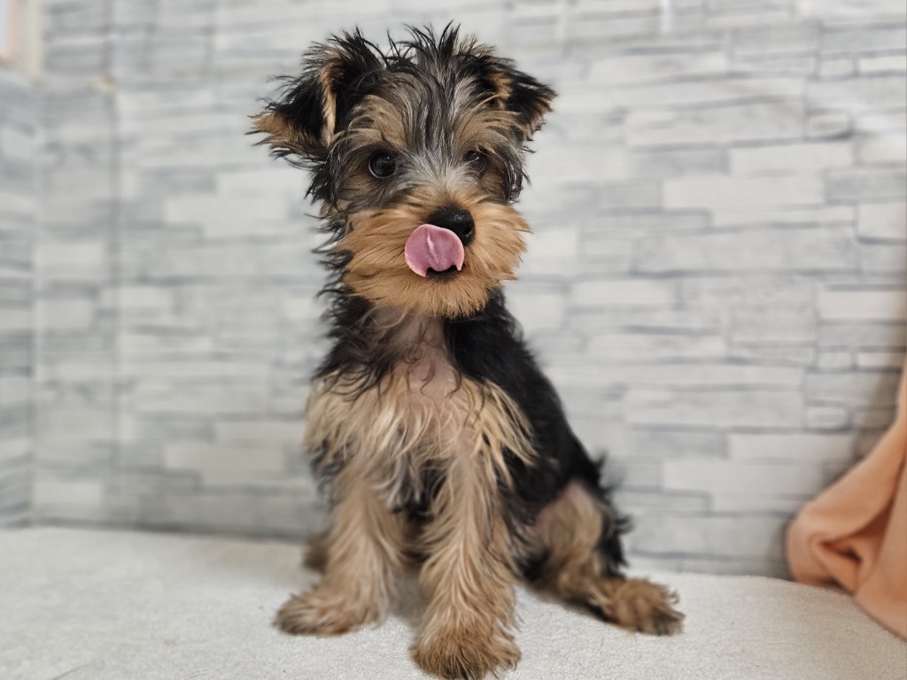 神奈川県のヨークシャーテリア (かねだいペットトライアル相模原/2025年8月23日生まれ/男の子/スチールブルータン)の子犬の2枚目の画像