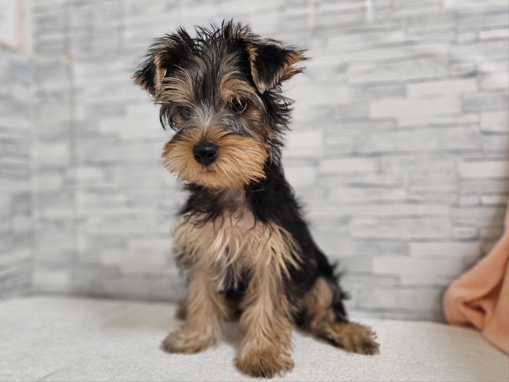 神奈川県のヨークシャーテリア (かねだいペットトライアル相模原/2025年8月23日生まれ/男の子/スチールブルータン)の子犬の3枚目の画像