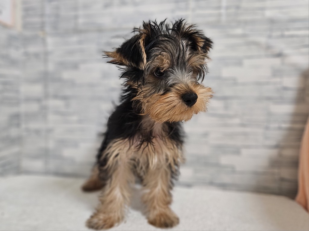 神奈川県のヨークシャーテリア (かねだいペットトライアル相模原/2025年8月23日生まれ/男の子/スチールブルータン)の子犬の4枚目の画像