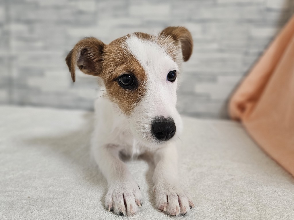 神奈川県のジャックラッセルテリア (かねだいペットトライアル相模原/2025年8月17日生まれ/女の子/ホワイトタン)の子犬の1枚目の画像