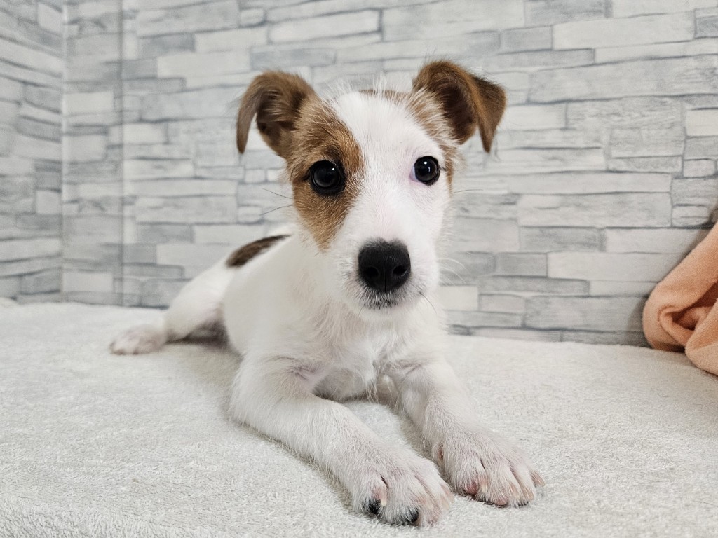 神奈川県のジャックラッセルテリア (かねだいペットトライアル相模原/2025年8月17日生まれ/女の子/ホワイトタン)の子犬の2枚目の画像