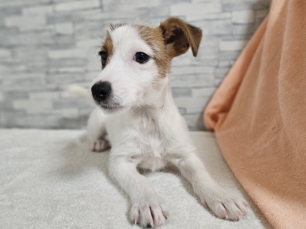 神奈川県のジャックラッセルテリア (かねだいペットトライアル相模原/2025年8月17日生まれ/女の子/ホワイトタン)の子犬の3枚目の画像