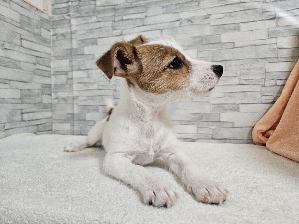 神奈川県のジャックラッセルテリア (かねだいペットトライアル相模原/2025年8月17日生まれ/女の子/ホワイトタン)の子犬の4枚目の画像