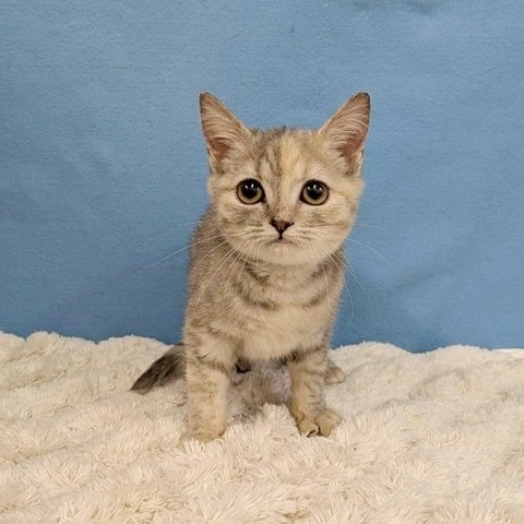 千葉県のスコティッシュフォールド (かねだい四街道店/2025年8月28日生まれ/女の子/ブルーパッチドタビー)の子猫の1枚目の画像