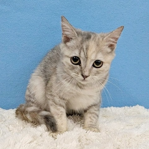 千葉県のスコティッシュフォールド (かねだい四街道店/2025年8月28日生まれ/女の子/ブルーパッチドタビー)の子猫の2枚目の画像