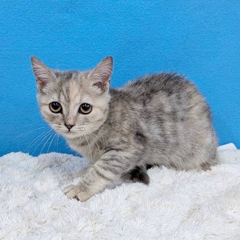 千葉県のスコティッシュフォールド (かねだい四街道店/2025年8月28日生まれ/女の子/ブルーパッチドタビー)の子猫の3枚目の画像