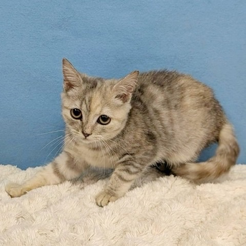 千葉県のスコティッシュフォールド (かねだい四街道店/2025年8月28日生まれ/女の子/ブルーパッチドタビー)の子猫の4枚目の画像