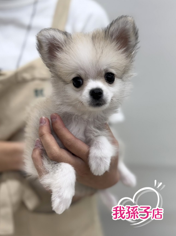 千葉県のポメチワ/チワポメ/ポメチー(ポメラニアン×チワワ) (かねだい我孫子店/2025年9月19日生まれ/女の子/オレンジセーブル)の子犬の1枚目の画像