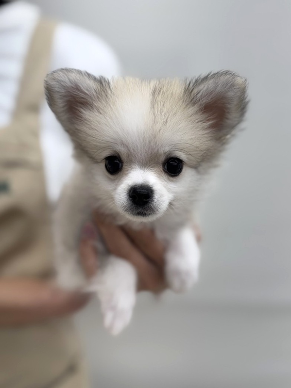 千葉県のポメチワ/チワポメ/ポメチー(ポメラニアン×チワワ) (かねだい我孫子店/2025年9月19日生まれ/女の子/オレンジセーブル)の子犬の2枚目の画像