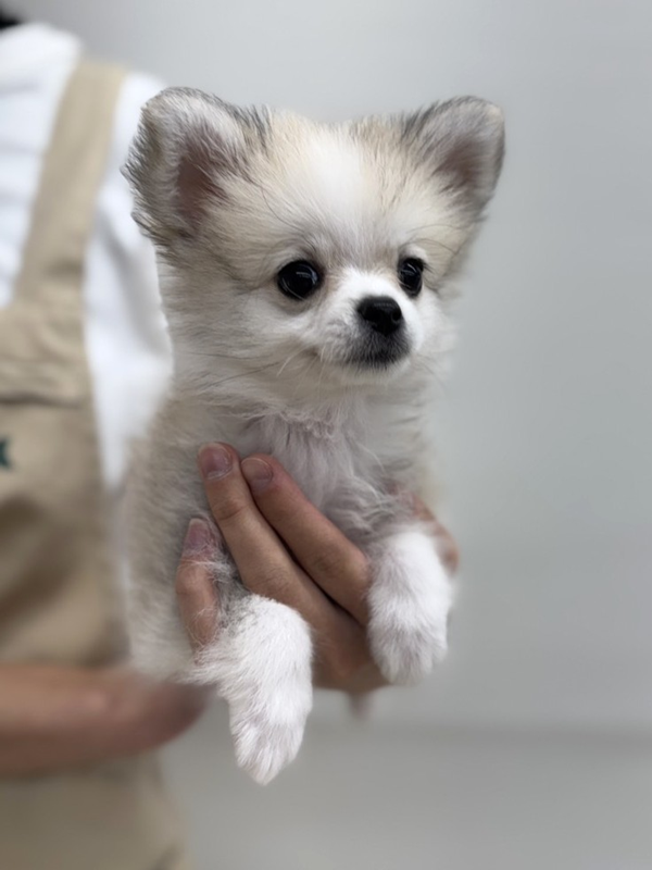 千葉県のポメチワ/チワポメ/ポメチー(ポメラニアン×チワワ) (かねだい我孫子店/2025年9月19日生まれ/女の子/オレンジセーブル)の子犬の3枚目の画像