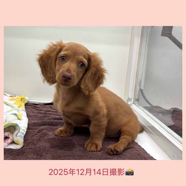 埼玉県のミニチュアダックスフンド(ロング) (かねだい桶川店/2025年8月31日生まれ/男の子/クリアレッド)の子犬の3枚目の画像