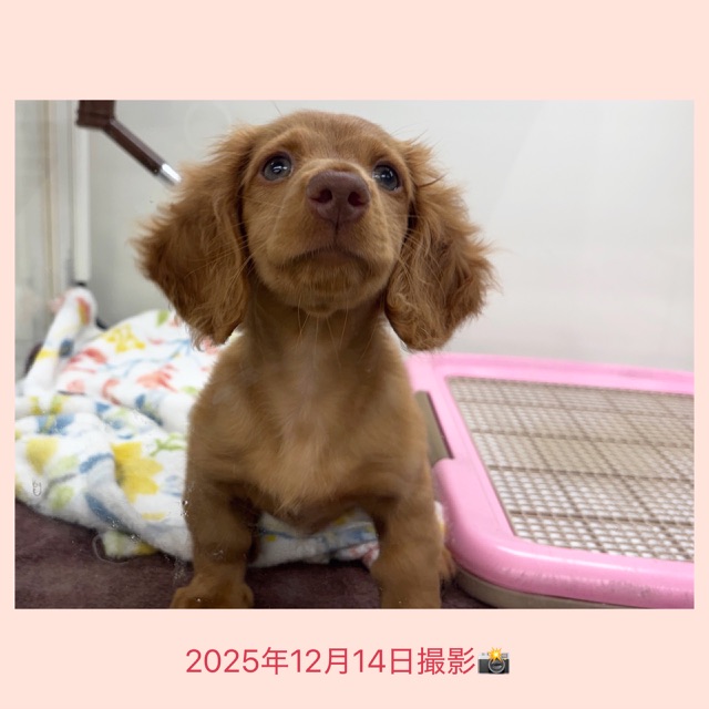 埼玉県のミニチュアダックスフンド(ロング) (かねだい桶川店/2025年8月31日生まれ/男の子/クリアレッド)の子犬の4枚目の画像