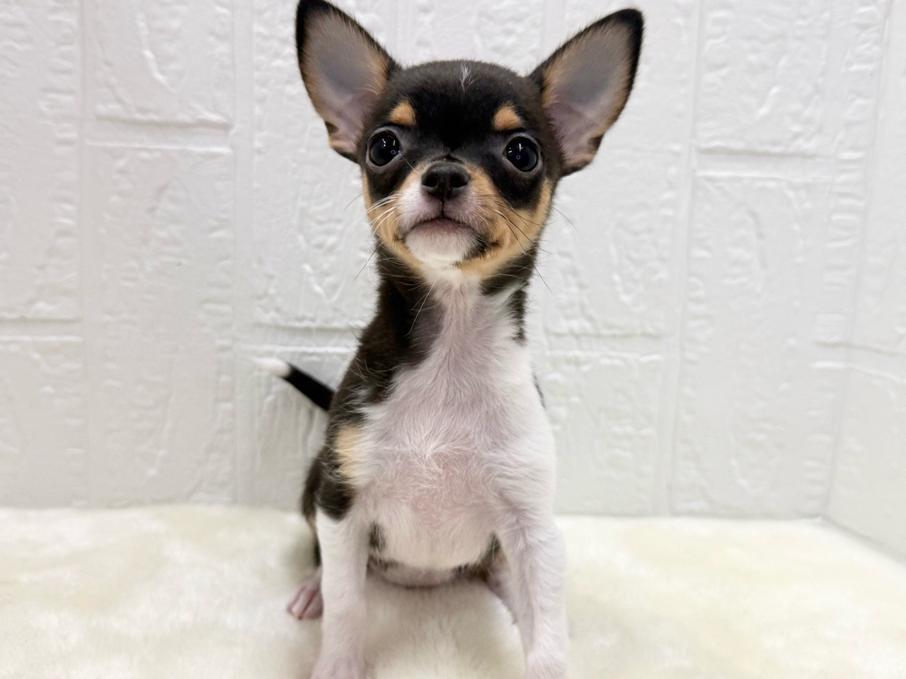 東京都のチワワ(スムース) (かねだい青梅店/2025年9月13日生まれ/女の子/ブラックタンホワイト)の子犬の1枚目の画像