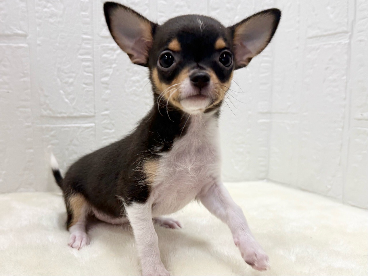 東京都のチワワ(スムース) (かねだい青梅店/2025年9月13日生まれ/女の子/ブラックタンホワイト)の子犬の2枚目の画像