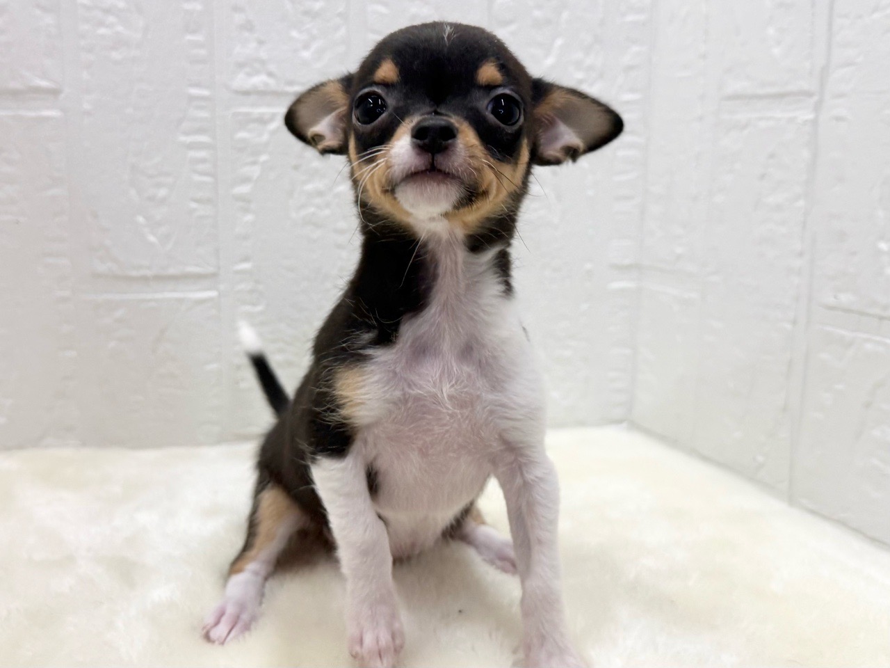 東京都のチワワ(スムース) (かねだい青梅店/2025年9月13日生まれ/女の子/ブラックタンホワイト)の子犬の3枚目の画像