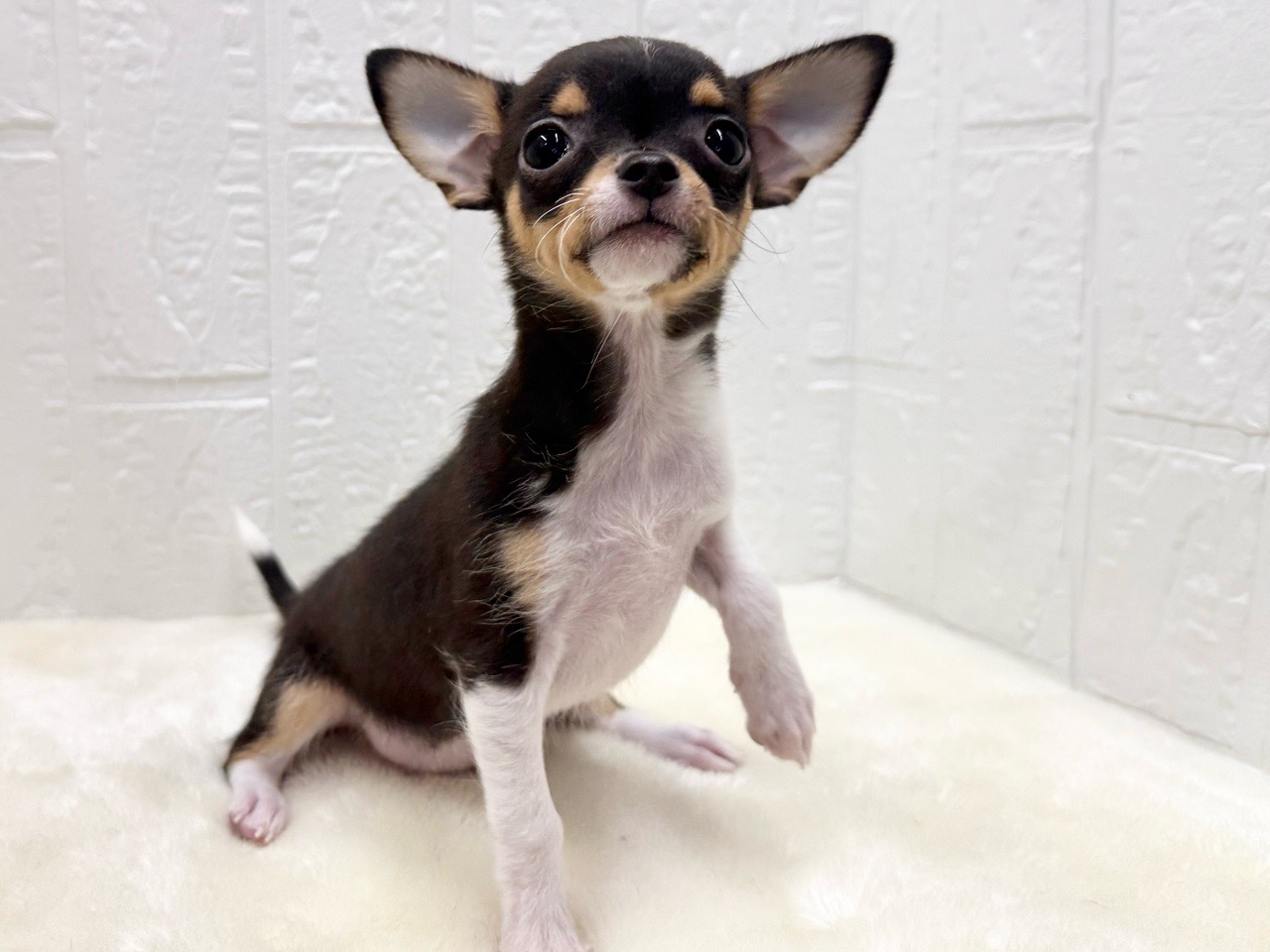 東京都のチワワ(スムース) (かねだい青梅店/2025年9月13日生まれ/女の子/ブラックタンホワイト)の子犬の4枚目の画像