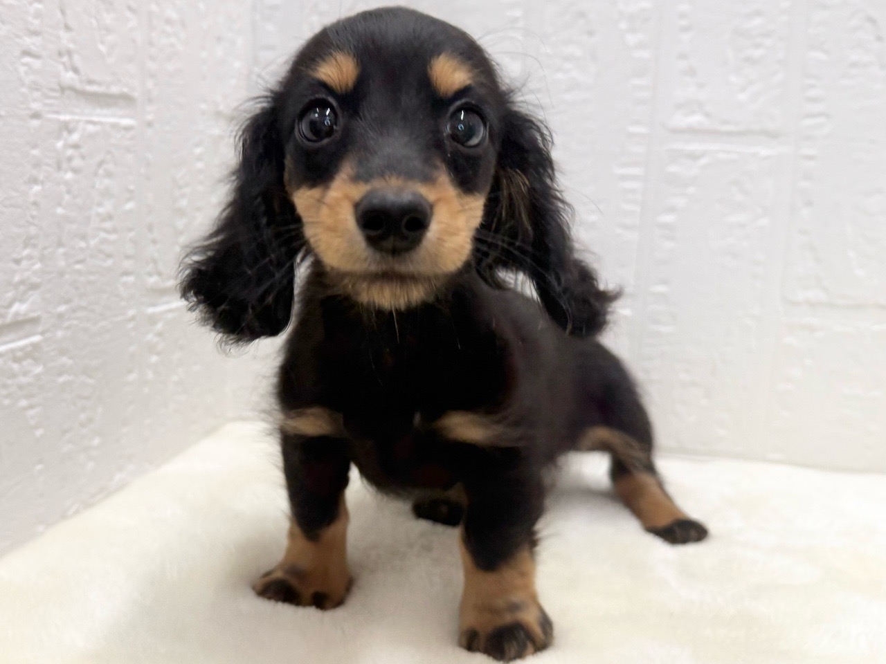 東京都のミニチュアダックスフンド(ロング) (かねだい青梅店/2025年9月21日生まれ/女の子/ブラックタン)の子犬の1枚目の画像