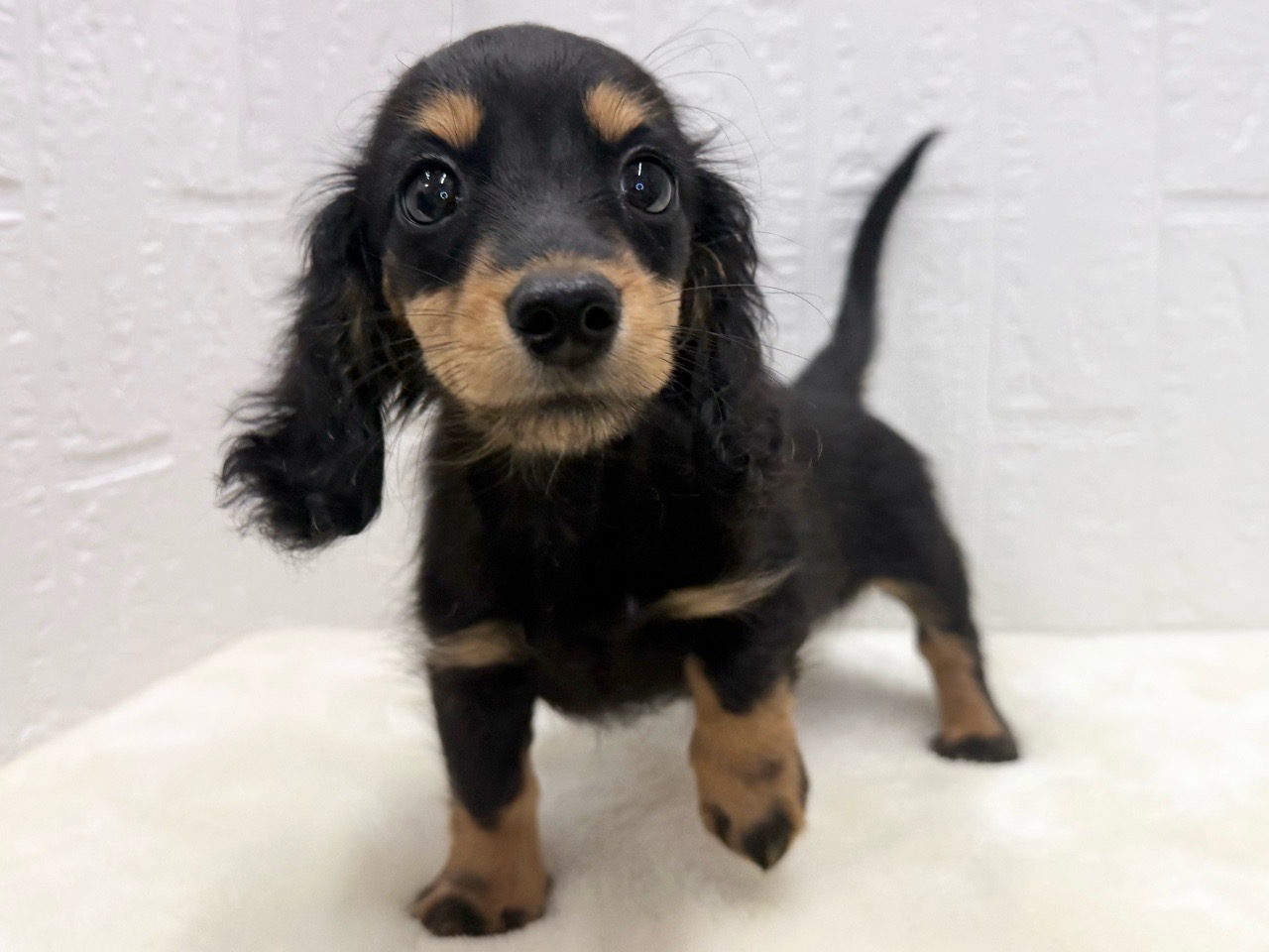 東京都のミニチュアダックスフンド(ロング) (かねだい青梅店/2025年9月21日生まれ/女の子/ブラックタン)の子犬の2枚目の画像