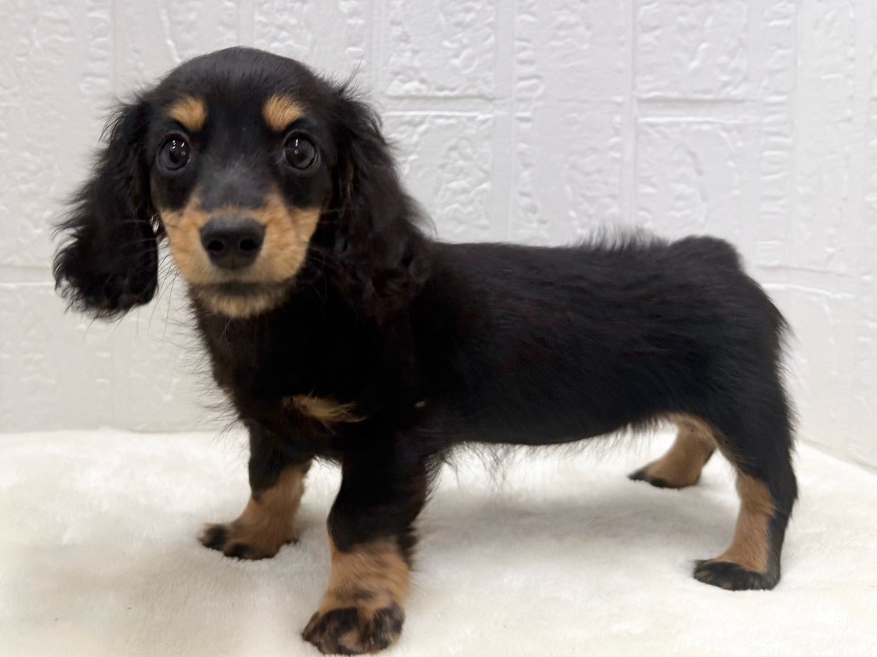 東京都のミニチュアダックスフンド(ロング) (かねだい青梅店/2025年9月21日生まれ/女の子/ブラックタン)の子犬の3枚目の画像