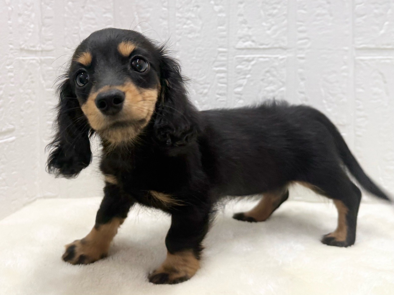 東京都のミニチュアダックスフンド(ロング) (かねだい青梅店/2025年9月21日生まれ/女の子/ブラックタン)の子犬の4枚目の画像