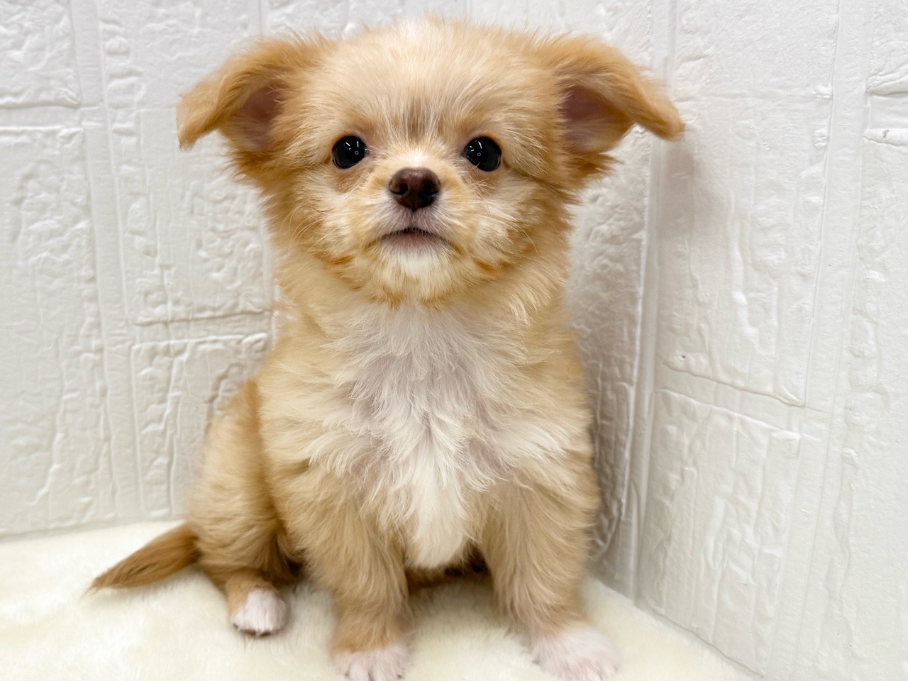 東京都のチワプー/プーチー(チワワ×プードル) (かねだい青梅店/2025年9月28日生まれ/女の子/アプリコット)の子犬の1枚目の画像