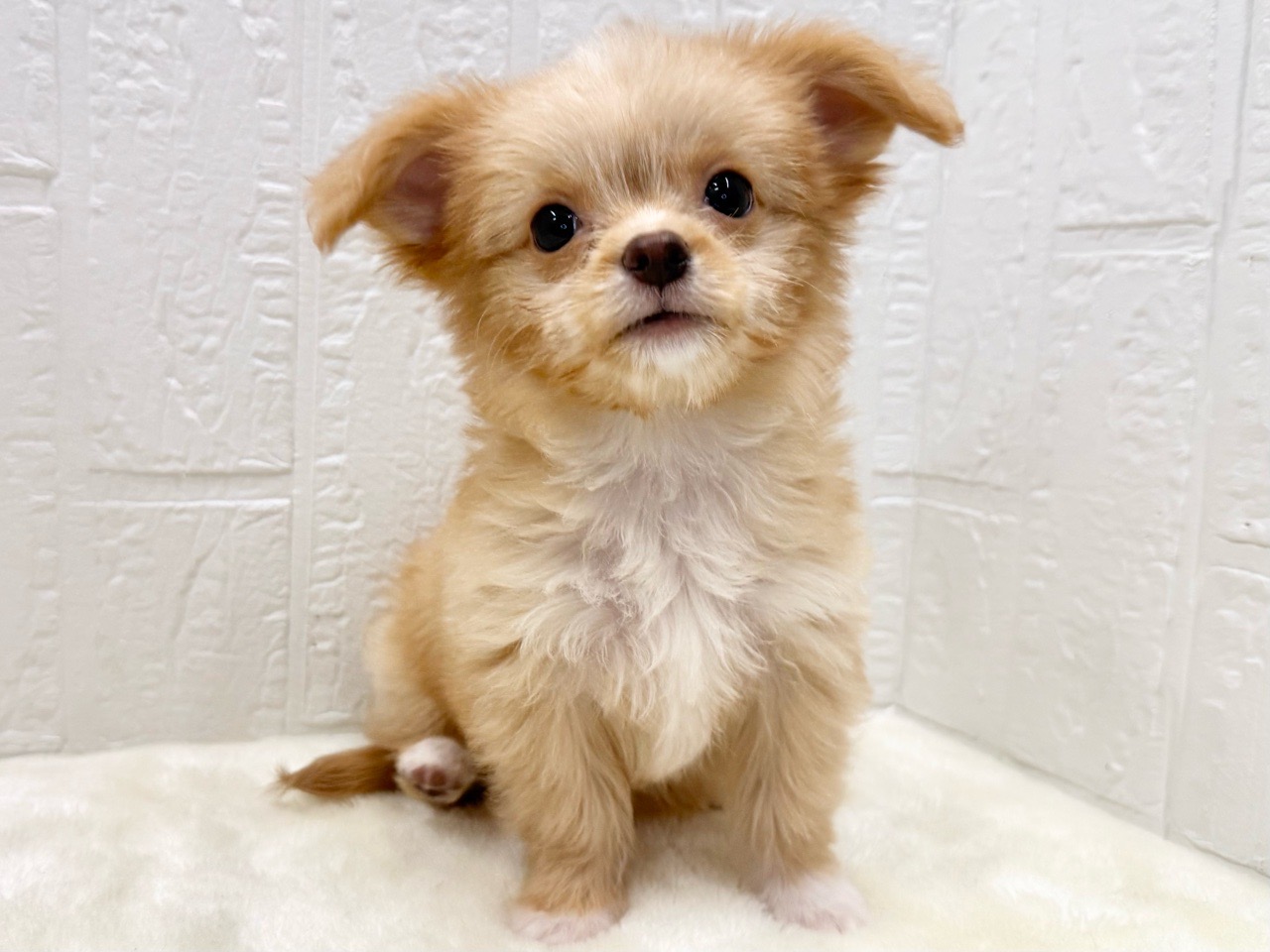 東京都のチワプー/プーチー(チワワ×プードル) (かねだい青梅店/2025年9月28日生まれ/女の子/アプリコット)の子犬の2枚目の画像