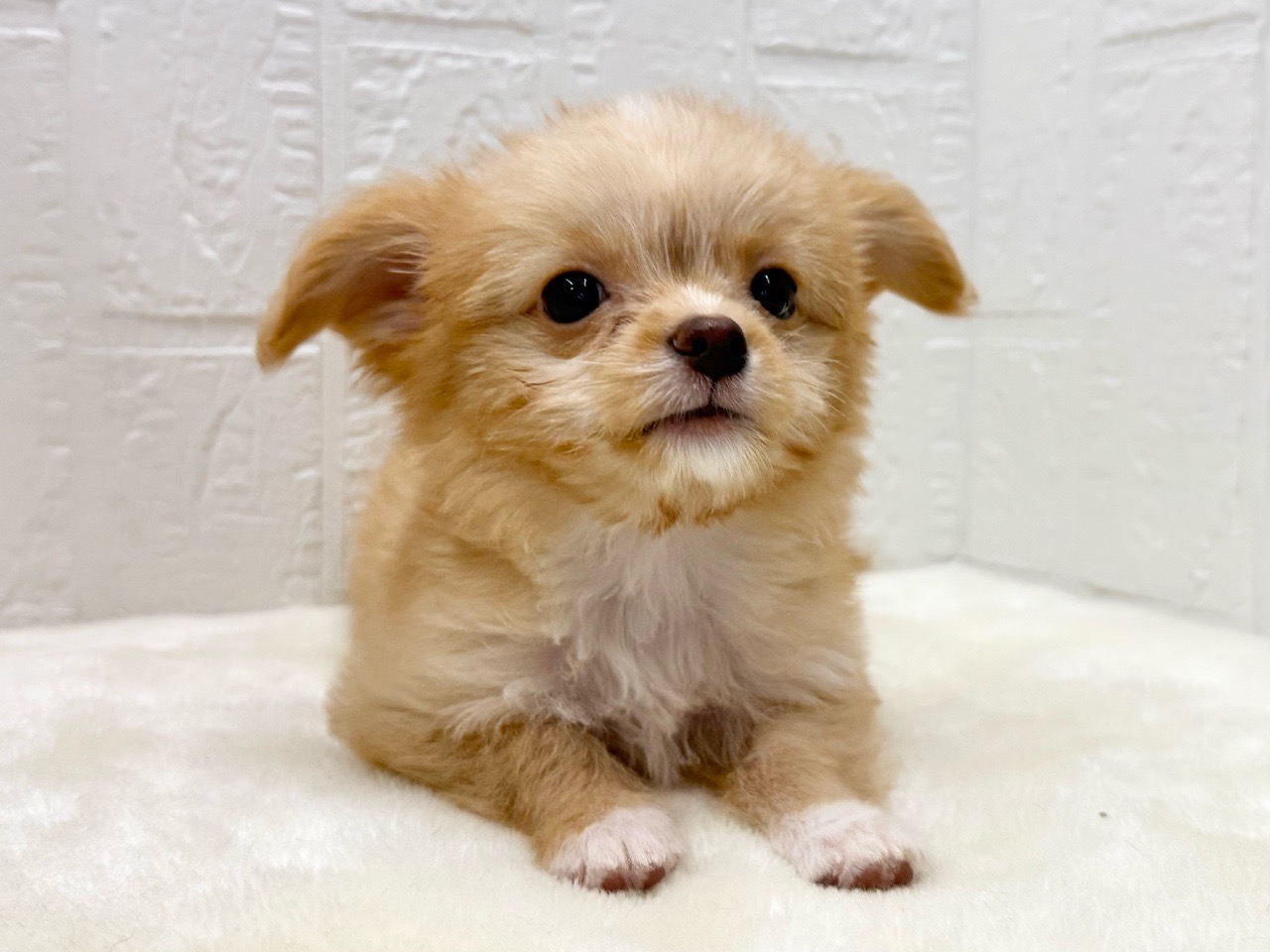 東京都のチワプー/プーチー(チワワ×プードル) (かねだい青梅店/2025年9月28日生まれ/女の子/アプリコット)の子犬の3枚目の画像