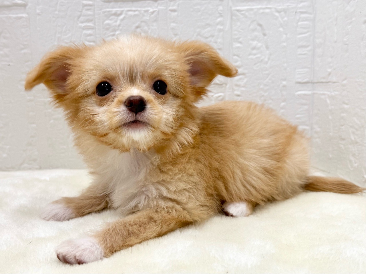 東京都のチワプー/プーチー(チワワ×プードル) (かねだい青梅店/2025年9月28日生まれ/女の子/アプリコット)の子犬の4枚目の画像