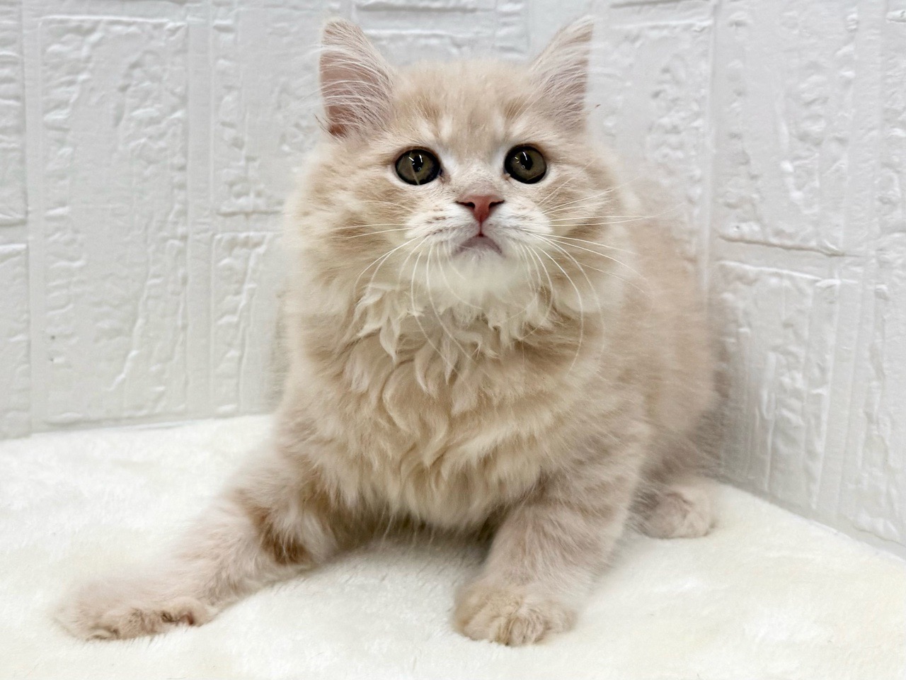 東京都のマンチカン (かねだい青梅店/2025年10月4日生まれ/男の子/クリームタビー)の子猫の1枚目の画像