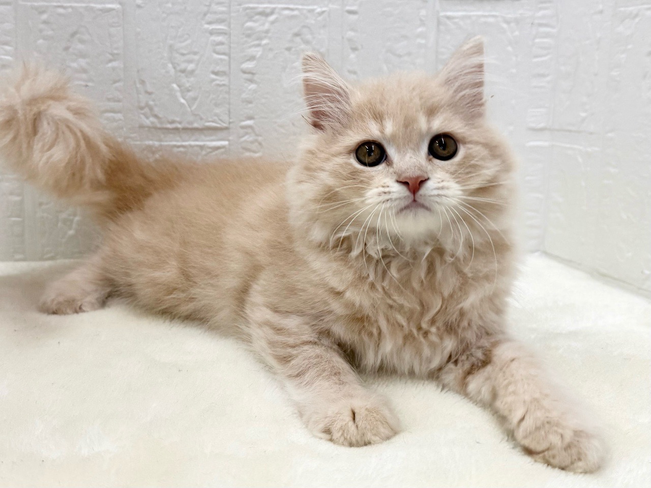 東京都のマンチカン (かねだい青梅店/2025年10月4日生まれ/男の子/クリームタビー)の子猫の2枚目の画像