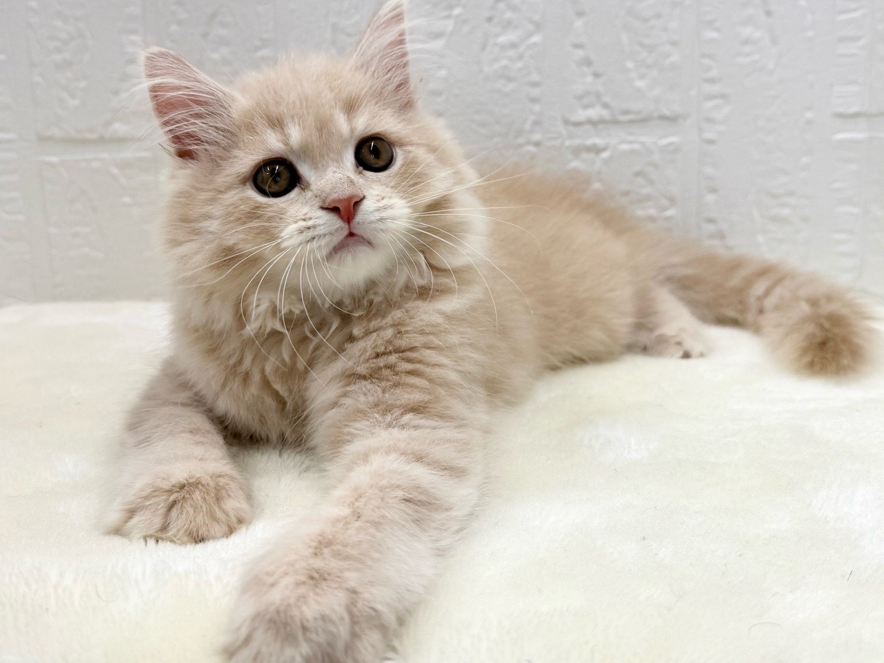 東京都のマンチカン (かねだい青梅店/2025年10月4日生まれ/男の子/クリームタビー)の子猫の3枚目の画像