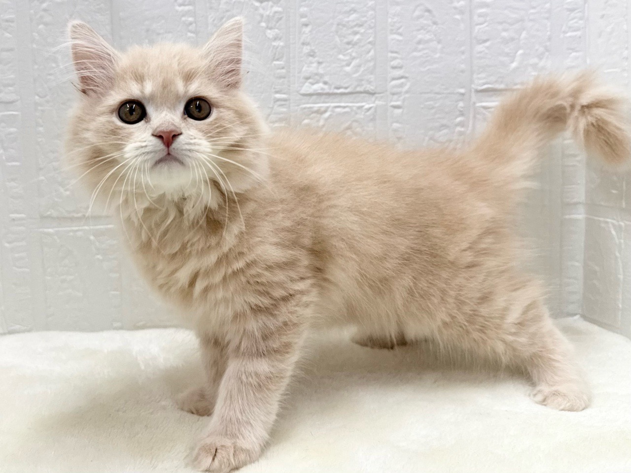 東京都のマンチカン (かねだい青梅店/2025年10月4日生まれ/男の子/クリームタビー)の子猫の4枚目の画像