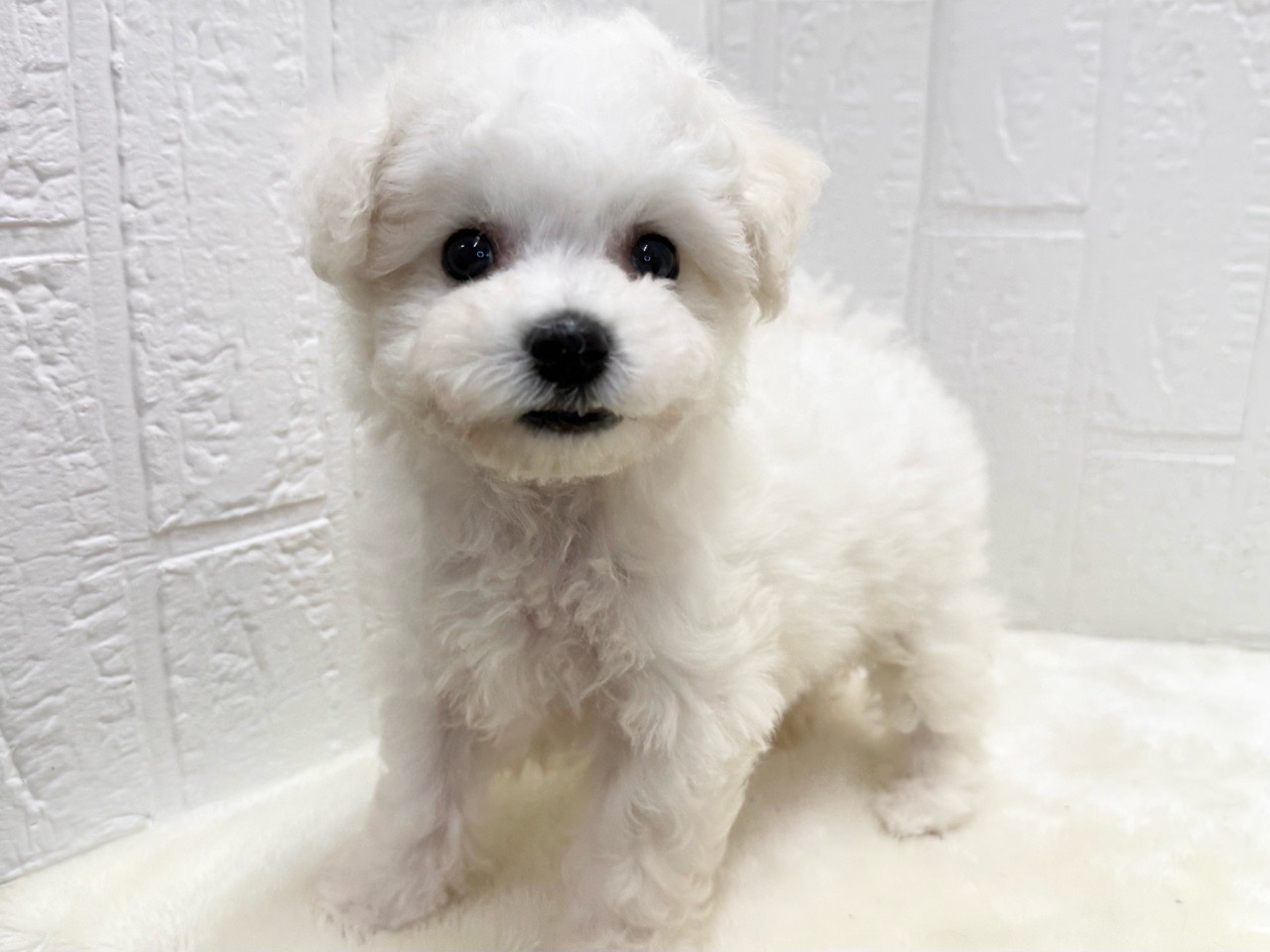 東京都のビションフリーゼ (かねだい青梅店/2025年10月7日生まれ/女の子/ホワイト)の子犬の1枚目の画像