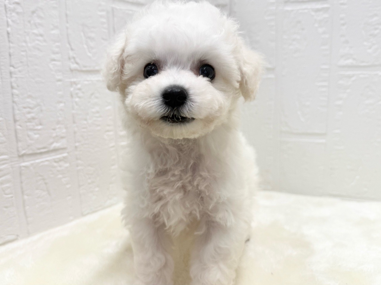 東京都のビションフリーゼ (かねだい青梅店/2025年10月7日生まれ/女の子/ホワイト)の子犬の2枚目の画像