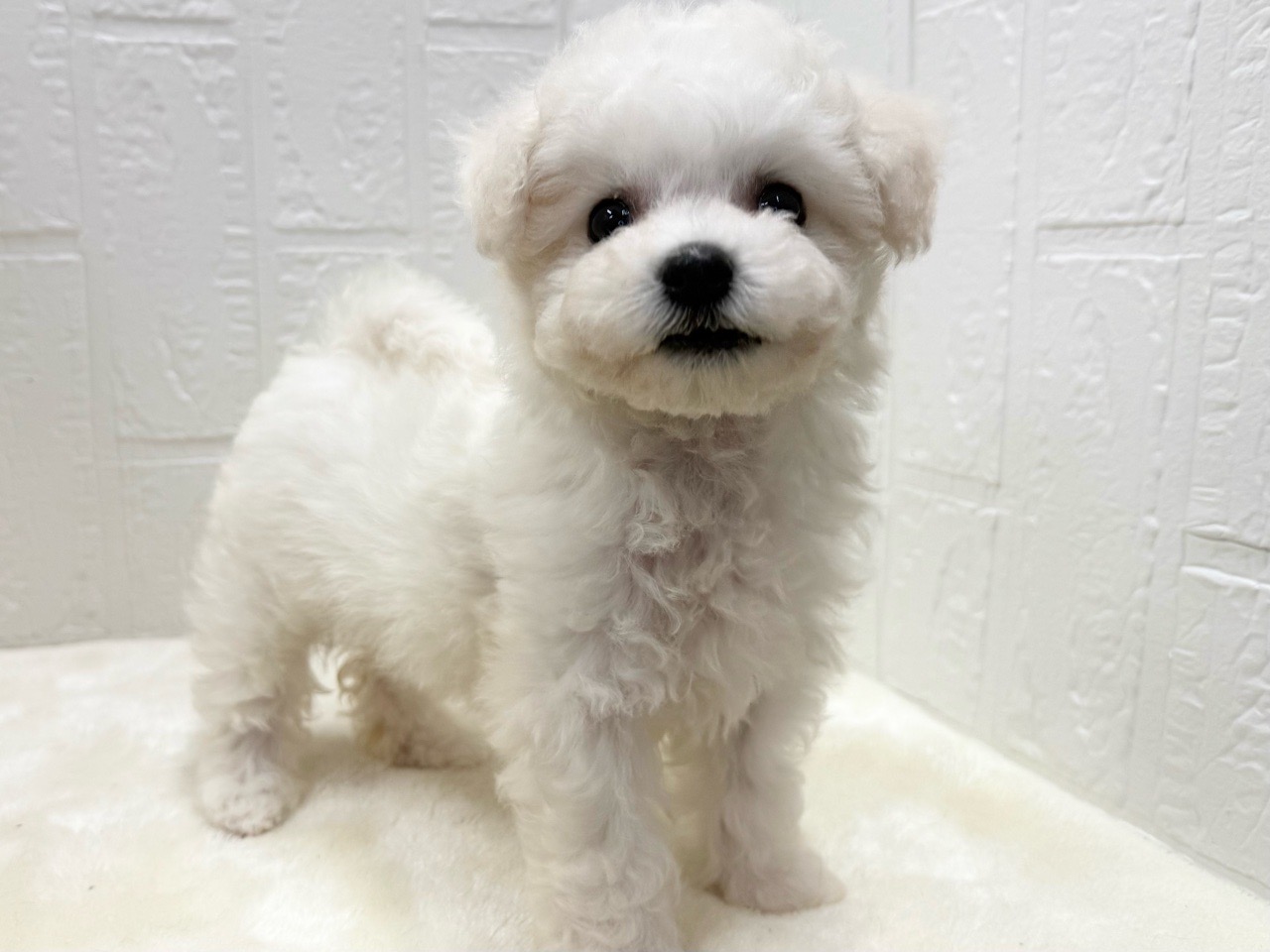 東京都のビションフリーゼ (かねだい青梅店/2025年10月7日生まれ/女の子/ホワイト)の子犬の3枚目の画像