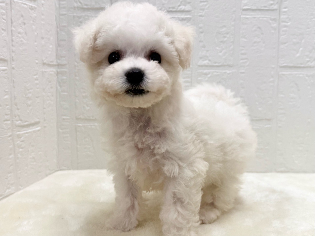 東京都のビションフリーゼ (かねだい青梅店/2025年10月7日生まれ/女の子/ホワイト)の子犬の4枚目の画像